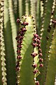 Euphorbia canariensis