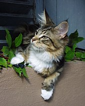 Maine Coons tag along with their owners while also being trainable. Young Maine Coon Male.jpg