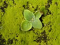 * Nomination young plant on moss, Cochin, India --Jjgodox 18:24, 7 March 2015 (UTC) * Decline Please identify --Charlesjsharp 10:18, 9 March 2015 (UTC)