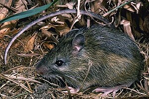 Souris rebondissante occidentale (Zapus princeps)