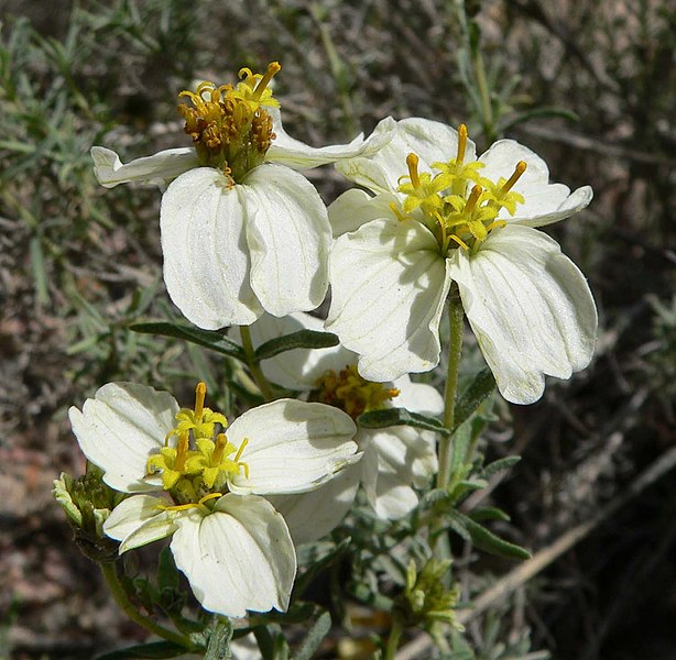 File:Zinnia acerosa flowers.jpg