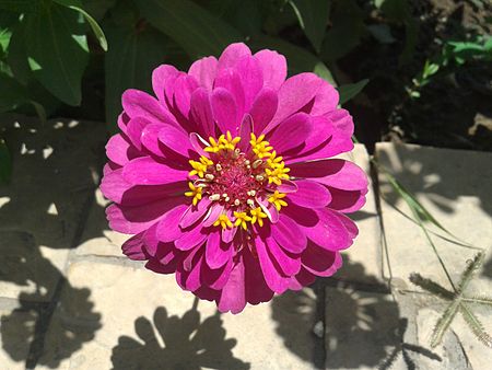 Zinnia elegans الزينيا 01.jpg