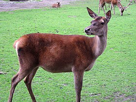 Female (Hind)