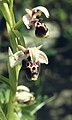 Ophrys umbilicata