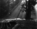 "And Phoebus' Tresses Stream Athwart the Glade", Stanley Park, Vancouver, B.C..jpg