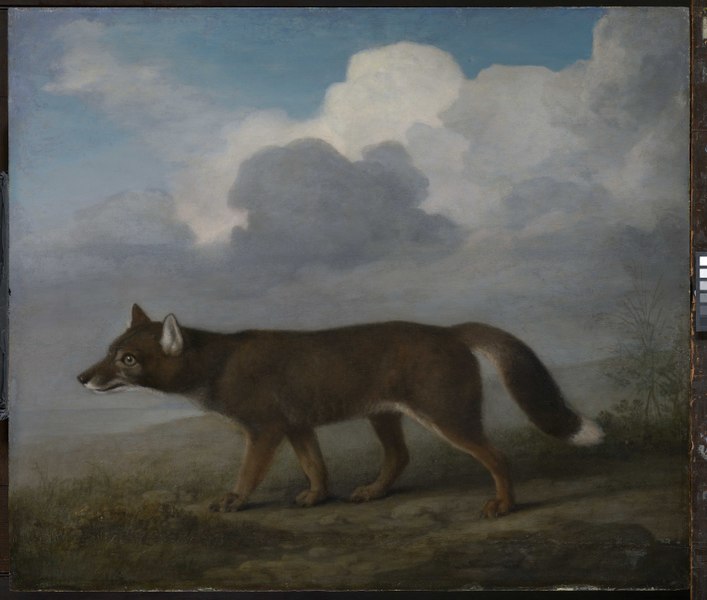 File:'Portrait of a Large Dog' (Dingo) RMG L6684-001.tiff