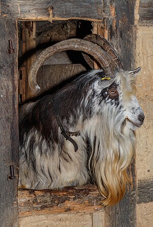 Hansi, the village billy goat, looking out of the stable in the half-timbered house from Grussenheim, Écomusée d’Alsace