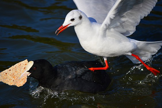 A coot and a seagull in Barking Park