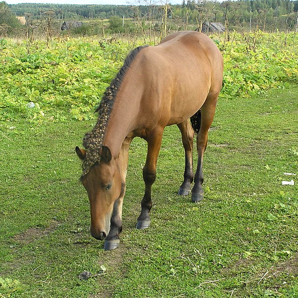 File:Лошадь. Березники, Пермский край - panoramio.jpg