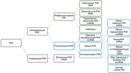 Статья: РНК-мир: у истоков жизни