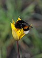 Roble tulipán en la estepa Streltsovskaya