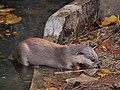 นากใหญ่ขนเรียบ สวนสัตว์เชียงใหม่ Smooth-coated otter in Chiang Mai Zoo (3).jpg