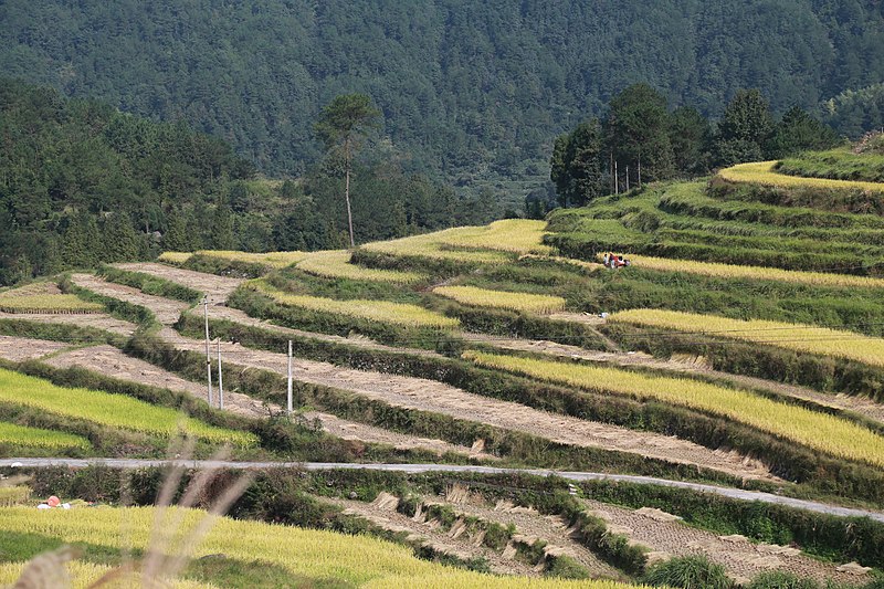 File:泽雅唐宅梯田风光 - panoramio (8).jpg