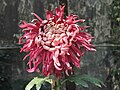 菊花-匙荷型 Chrysanthemum morifolium Lotus-spoon-series -香港圓玄學院 Hong Kong Yuen Yuen Institute- (9207628990).jpg