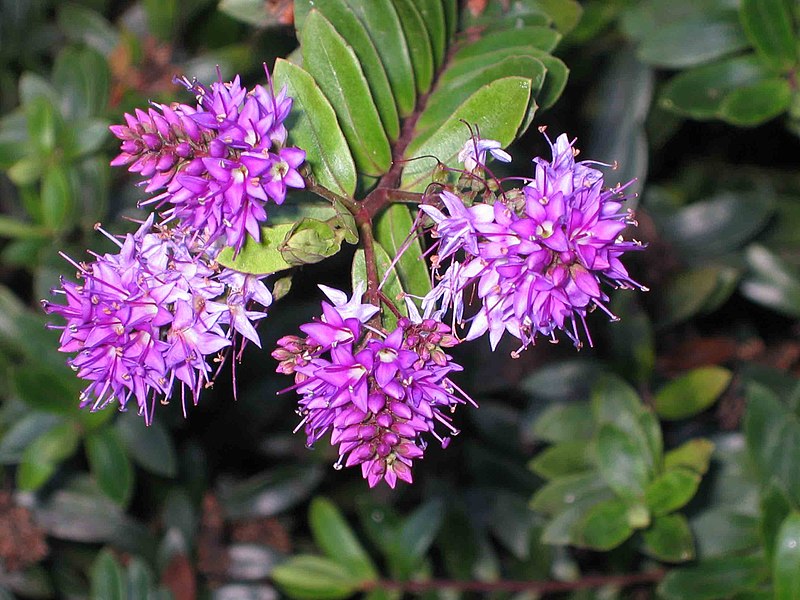 File:長階花屬 Hebe x franciscana -墨爾本植物園 Royal Botanic Gardens, Melbourne- (9200882116).jpg