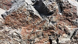 삼엽충 화석
