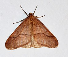 - 6665 – Erannis tiliaria – Linden Looper Moth (10896952786).jpg