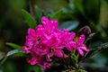 1024 Rostblättrige Alpenrose (Rhododendron ferrugineum)-2798.jpg