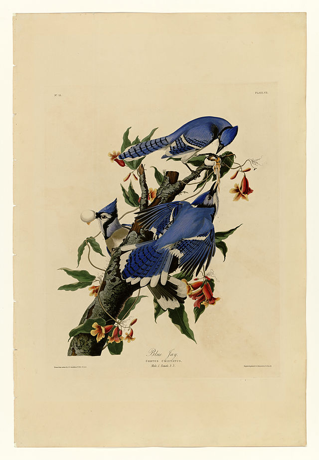 Blue Jay Overview, All About Birds, Cornell Lab of Ornithology