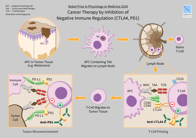 Tasuku Honjo: Japoński immunolog, noblista