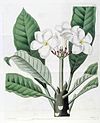 1378 Plumeria rubra.jpg