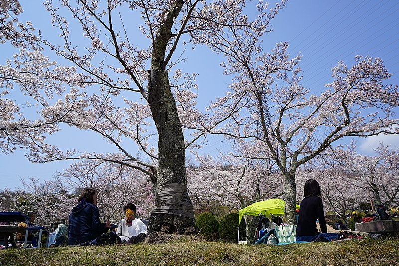 File:190406 Settsukyo Sakura Park Takatsuki Osaka Japan01s4.jpg