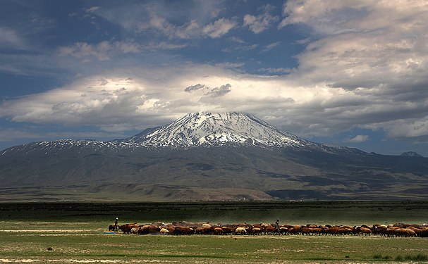 Livestock on the slopes of Mount Ağrı Photograph: Engin Tavlı