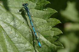 Pasaginė strėliukė (Coenagrion puella)