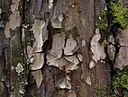 Wacholder-Schichtpilz (Amylostereum laevigatum) auf Europäischer Eibe (Taxus baccata)