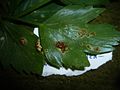 2012-03-30 Puccinia bornmuelleri Magnus 209128.jpg