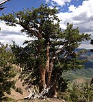 2013-07-12 13 42 54 Gnarled Whitebark Pine in the Copper Mountains of Nevada.jpg