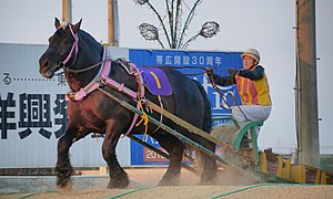 2013年ばんえい記念・第2障害を越えるカネサブラック号