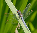 Kleiner Blaupfeil - Orthetrum coerulescens, Männchen