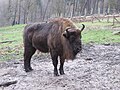 Wisent