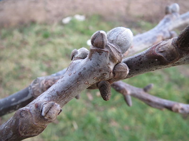 File:20140211Juglans regia2.jpg