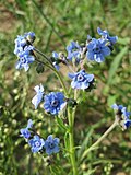 Vignette pour Cynoglossum amabile