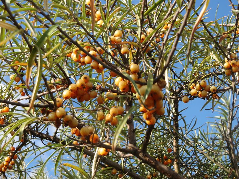 File:20161005Hippophae rhamnoides2.jpg