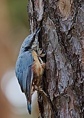 Nuthatch