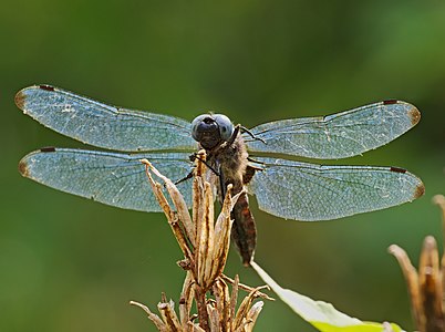 Spitzenfleck - Libellula fulva, Männchen