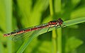 Frühe Adonislibelle - Pyrrhosoma nymphula, Weibchen