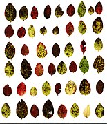Varierende farger på bladene.