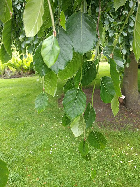 File:20210605 Hortus botanicus Leiden - Fagus sylvatica (leaves).jpg