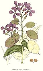 Vignette pour Lunaria annua