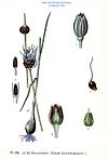 318 Alliums scorodoprasum L.jpg