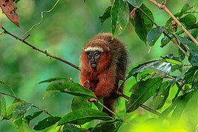 4 day trip to La Selva Lodge on the Napo River in the Amazon jungle of E. Ecuador - Dusky Titi Monkey (Callicebus discolor) - (26832186386).jpg