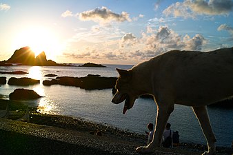 Dog at sunrise