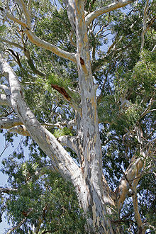 700 yr red river gum.jpg