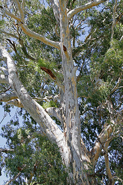Precipa trunko de 700-jara maljuna Eucalyptus camaldulensis en Vonga-Malsekejoj, Novsudkimrujo