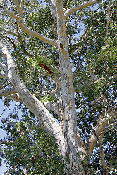 File:700 yr red river gum.jpg