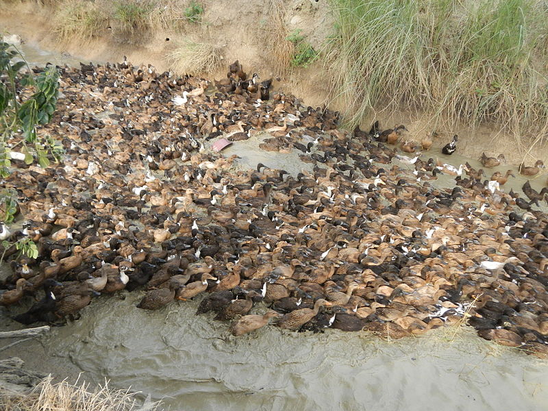 File:9664jfDomesticated ducks Nueva Ecijafvf 16.JPG